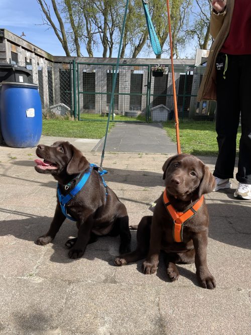 Anny-X Fun en Protect hondentuigje | Y-vormig hondentuigje | Geschikt voor iedere hond - Afbeelding 25