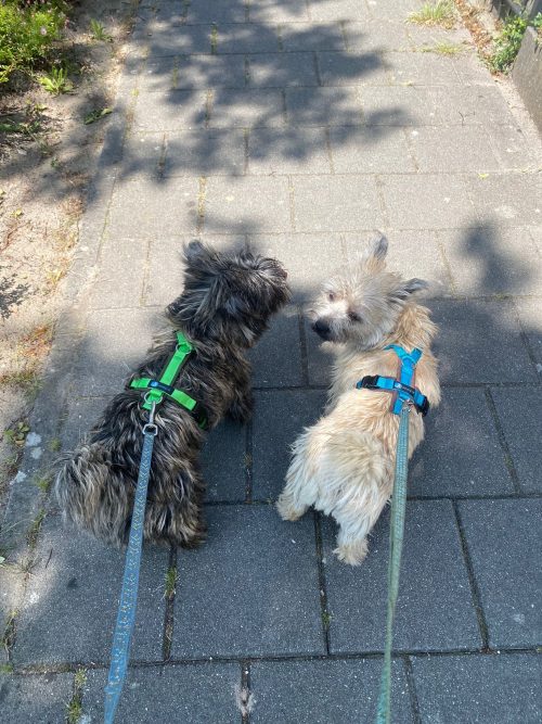 Anny-X Fun en Protect hondentuigje | Y-vormig hondentuigje | Geschikt voor iedere hond - Afbeelding 4