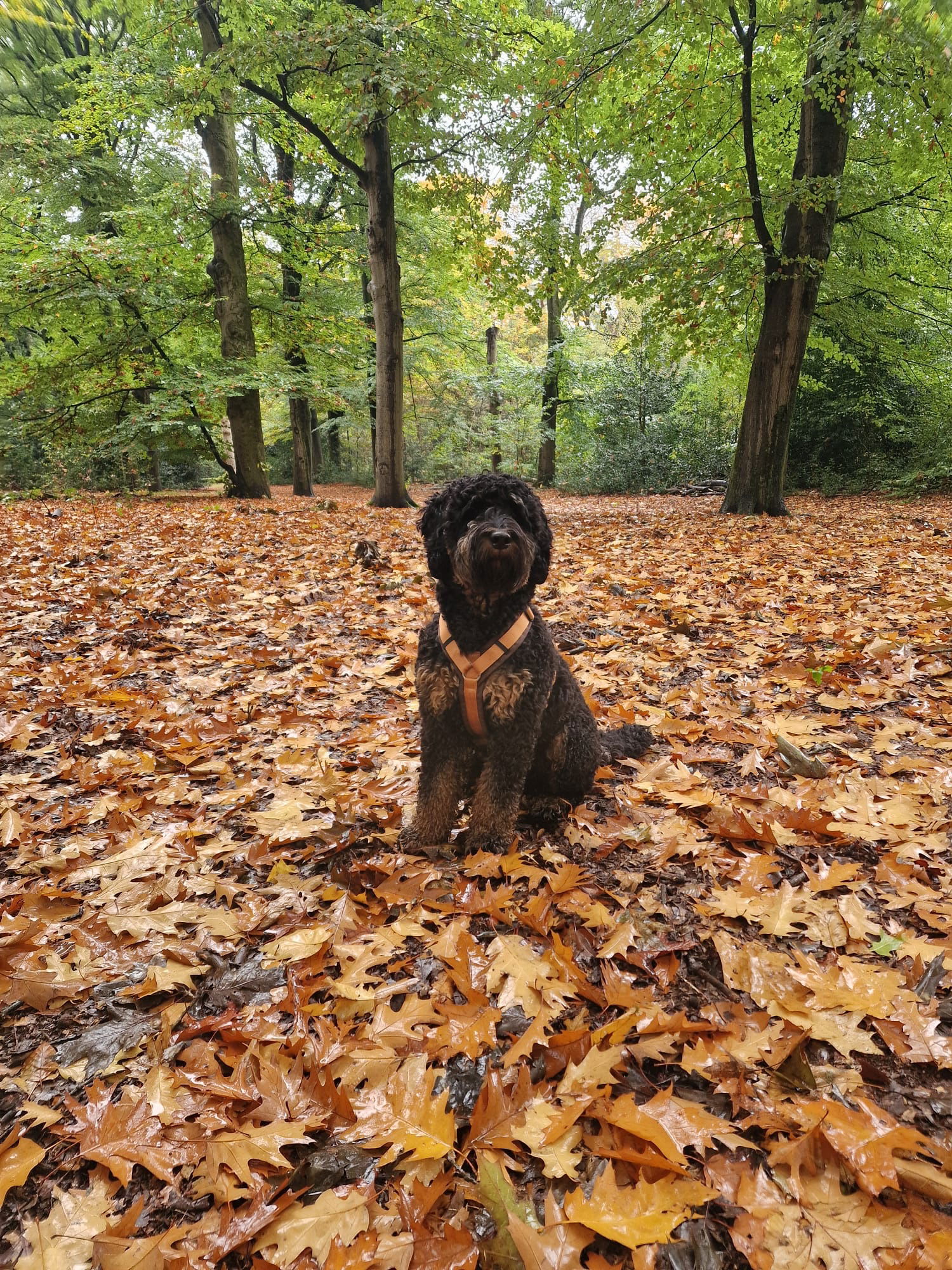 Anny-X Fun en Protect hondentuigje | Y-vormig hondentuigje | Geschikt voor iedere hond - Afbeelding 4