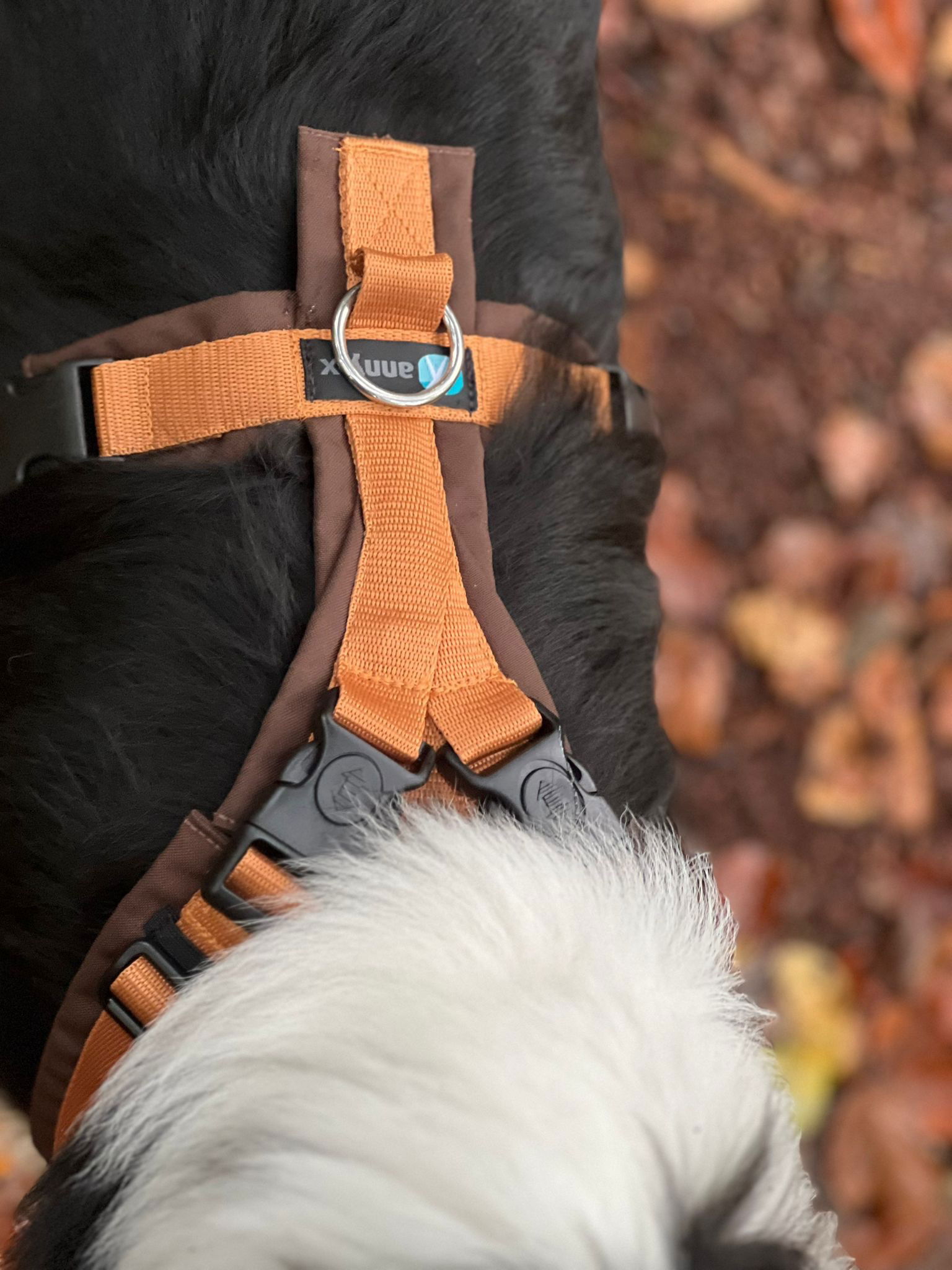 Anny x tuig Open met extra sluitingen! Diverse kleuren - Afbeelding 3