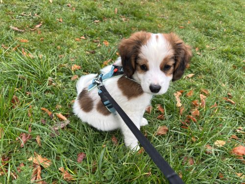 Anny-X Fun en Protect hondentuigje | Y-vormig hondentuigje | Geschikt voor iedere hond - Afbeelding 2