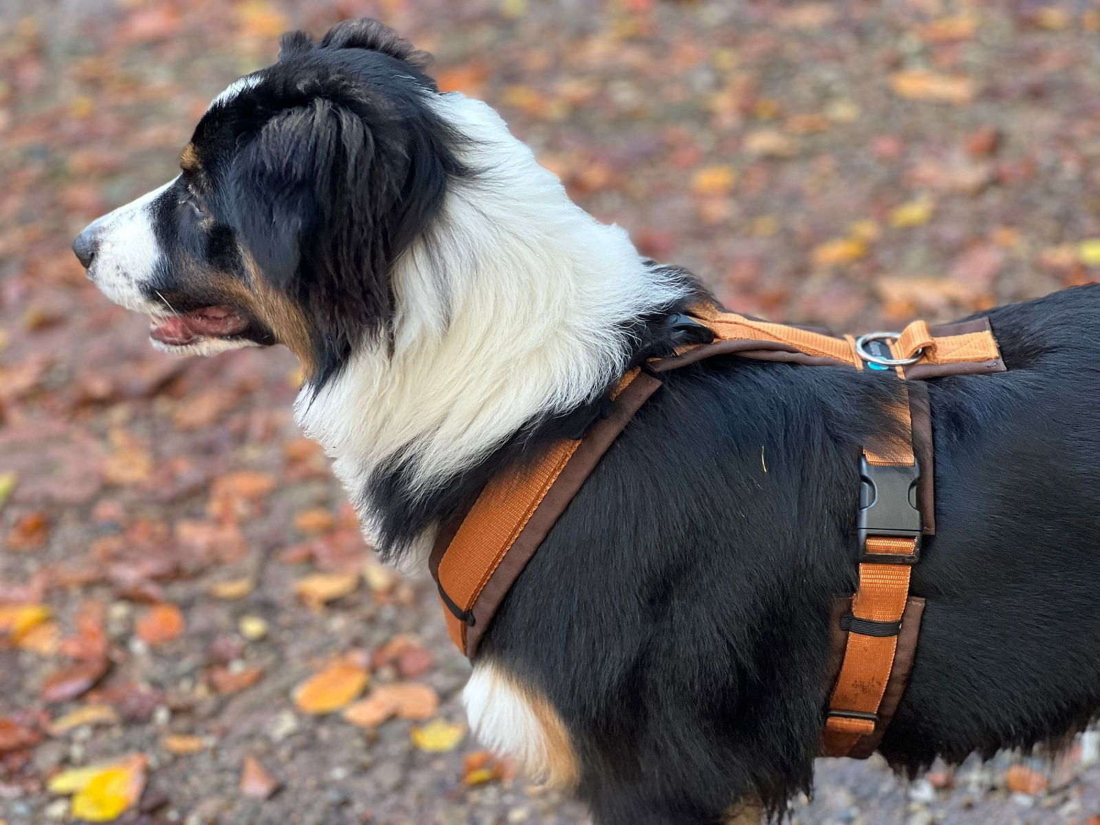 Anny x tuig Open met extra sluitingen! Diverse kleuren - Afbeelding 2