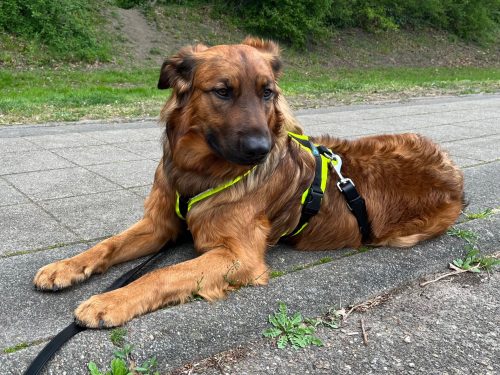 Anny-X Fun en Protect hondentuigje | Y-vormig hondentuigje | Geschikt voor iedere hond - Afbeelding 3