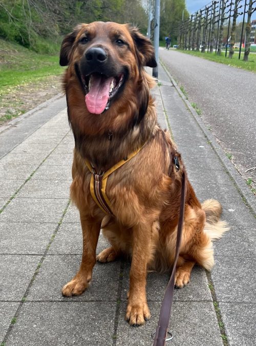 Anny-X Fun en Protect hondentuigje | Y-vormig hondentuigje | Geschikt voor iedere hond - Afbeelding 7