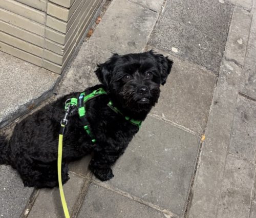 Anny-X Fun en Protect hondentuigje | Y-vormig hondentuigje | Geschikt voor iedere hond - Afbeelding 8