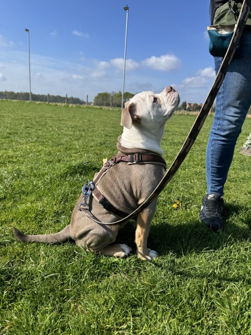 Anny-X Fun en Protect hondentuigje | Y-vormig hondentuigje | Geschikt voor iedere hond - Afbeelding 5