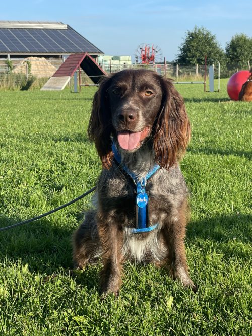 Anny-X Fun en Protect hondentuigje | Y-vormig hondentuigje | Geschikt voor iedere hond - Afbeelding 21