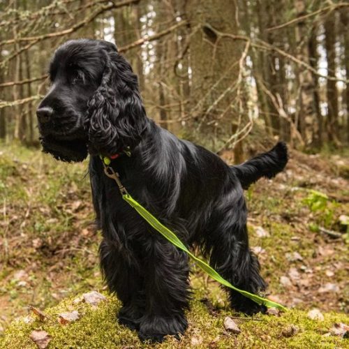 RukkaPets tracking leash - lange lijn - speurlijn 6 meter - Afbeelding 3