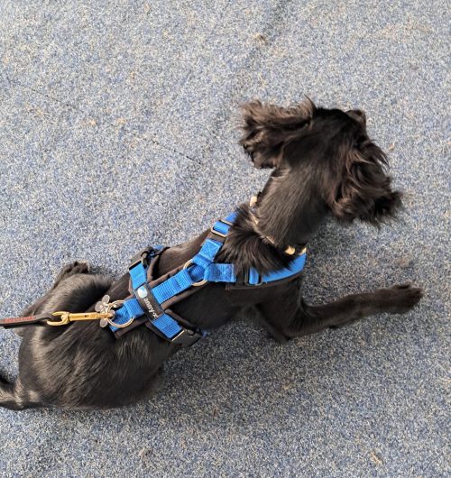 Anny-X Fun en Protect hondentuigje | Y-vormig hondentuigje | Geschikt voor iedere hond - Afbeelding 6