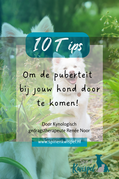 10 gratis tips Puberteit
