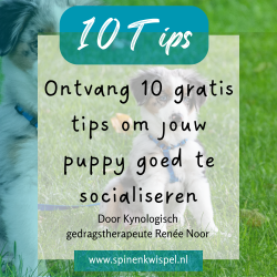 10 gratis tips Socialisatie Puppy