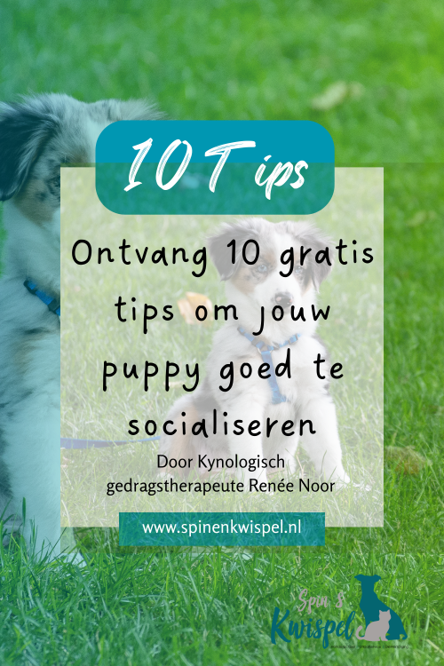 10 gratis tips Socialisatie Puppy