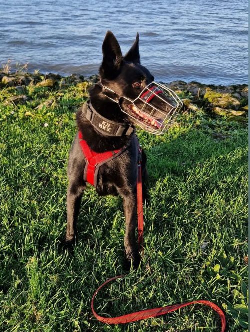 Anny-X Fun en Protect hondentuigje | Y-vormig hondentuigje | Geschikt voor iedere hond - Afbeelding 10