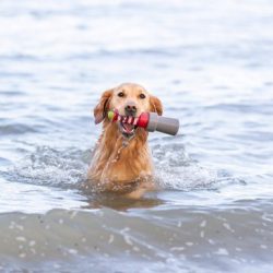 Trixie drijvende vuurtoren