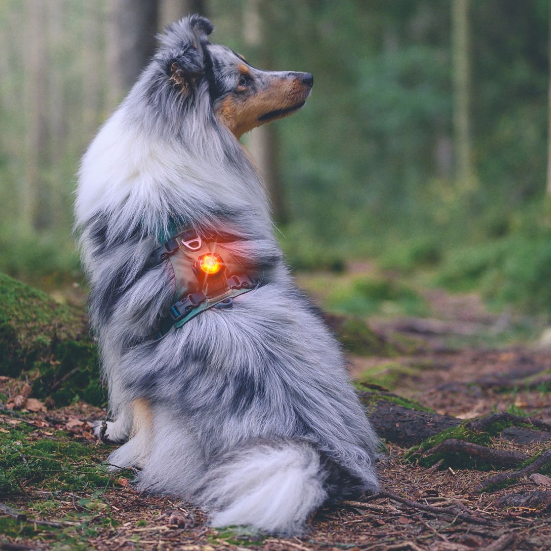 Orbiloc dog dual - veiligheidslampje - Afbeelding 3